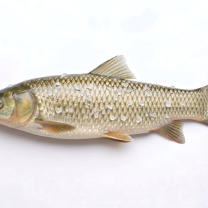Grass Carp